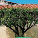 Veiculo em rua de Teresina Piaui - consultar placa Detran PI