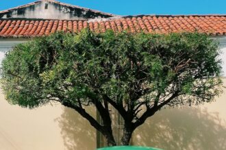 Veiculo em rua de Teresina Piaui - consultar placa Detran PI