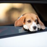 cão pequeno preso em caixa de transporte no banco traseiro de um carro, com cinto de segurança visível
