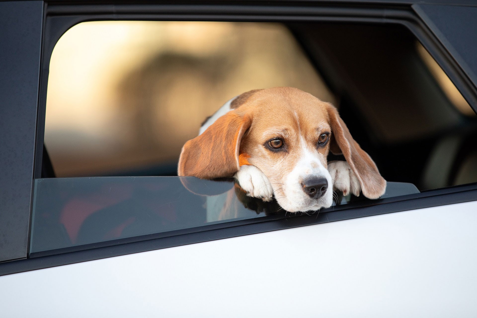 Transporte de pet no carro: Quando dá multa